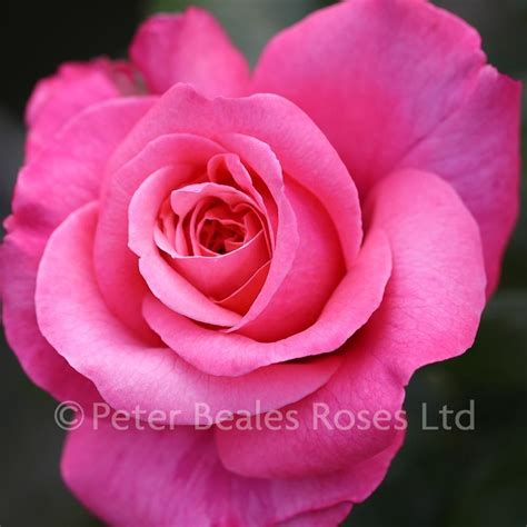 Timeless Rose Betsul