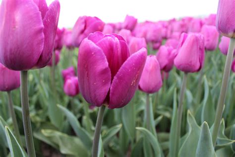 Vd Slot Tulipas