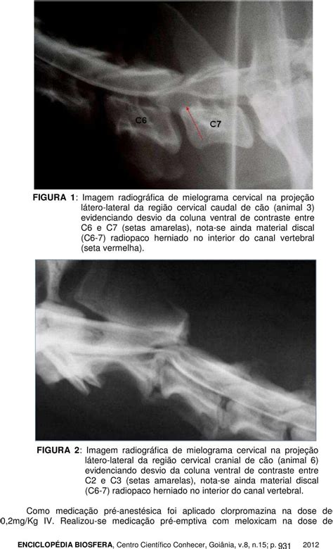 Ventral Slot De Descompressao Cao