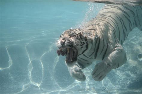 Water Tiger Parimatch