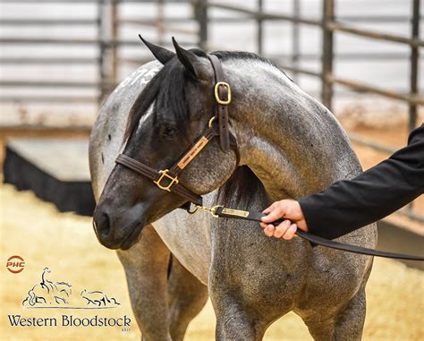 Western Bloodstock De Fenda De Corte