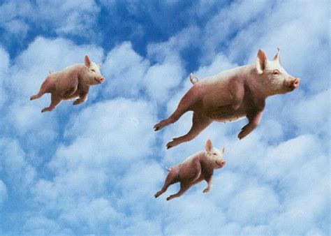 When Pigs Fly Betway