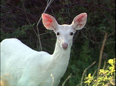 White Deer Betsul