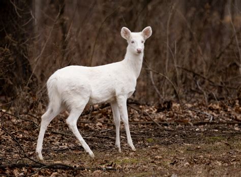 White Deer Brabet