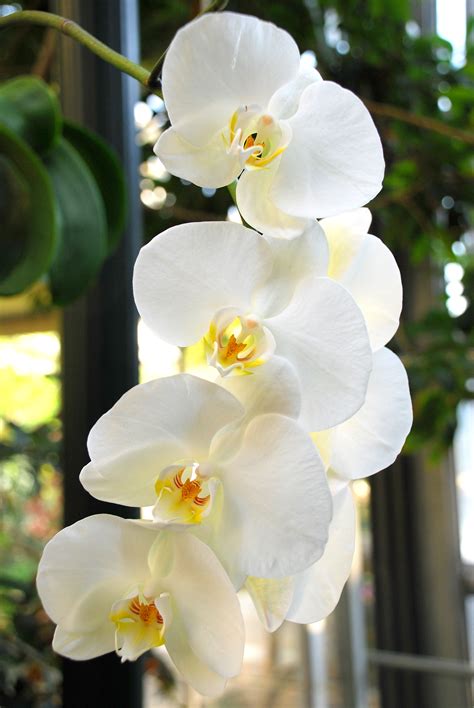 White Orchid Betano
