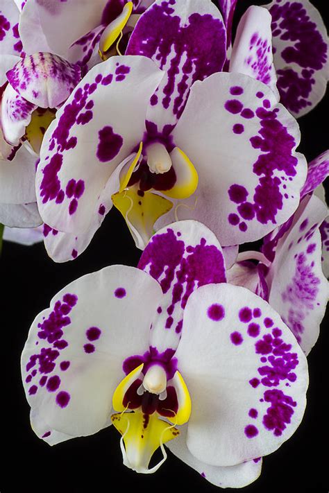 White Orchid Blaze