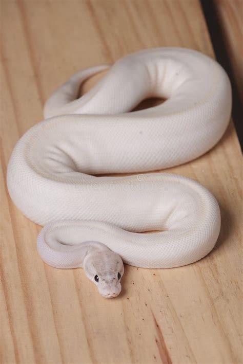 White Python Betano