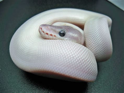 White Python Betsul