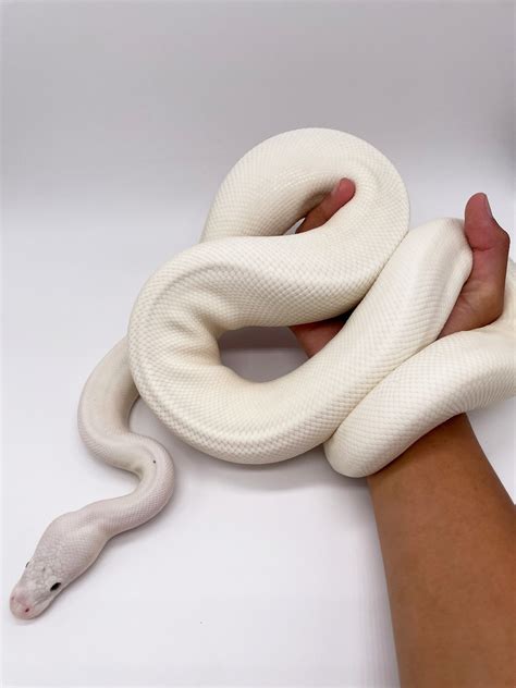 White Python Sportingbet