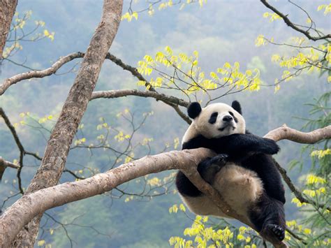 Wild Giant Panda Betsul