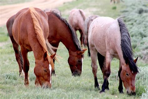 Wild Horses Betsul