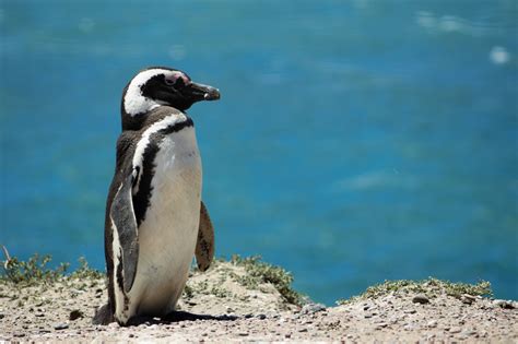 Wild Penguin Parimatch