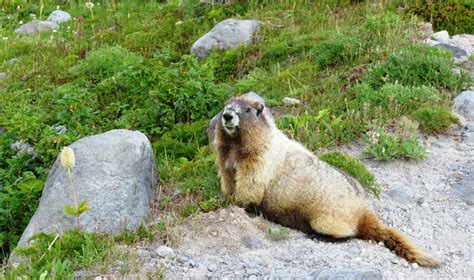 Wild Tundra Brabet