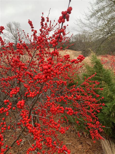 Winter Berries Betano