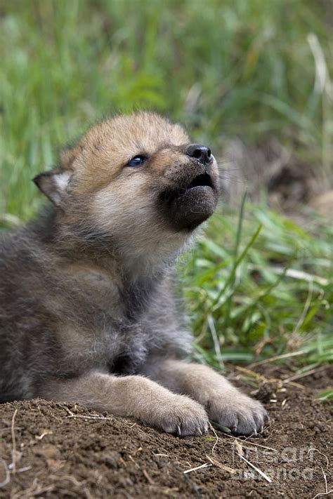 Wolf Cub Bwin