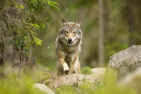 Wolf Wild Betsul
